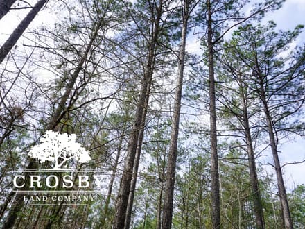 Whispering Pines