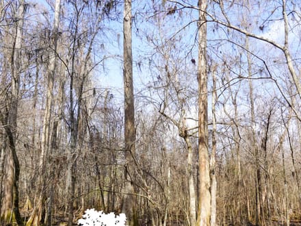 Lemon Creek