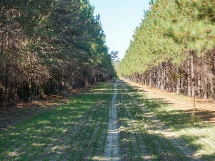 Williams Road