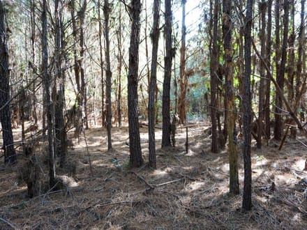 Tyler Tract