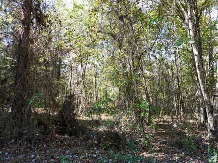 Tyler Tract