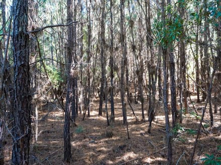 Tyler Tract