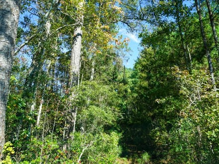 Lumber Road