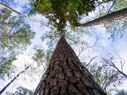 Cypress Creek Tract