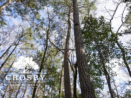 Cypress Creek Tract