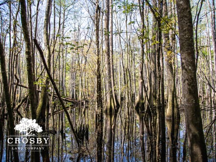 Edisto River Tract