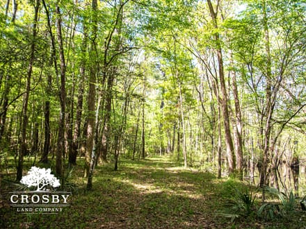 Edisto River Tract