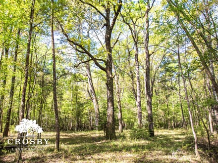 Edisto River Tract