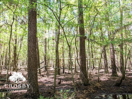 Edisto River Tract
