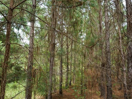 Nelson Tract