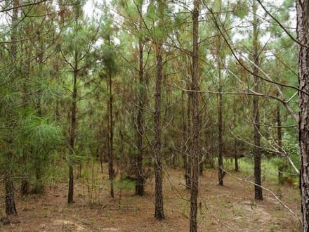 Nelson Tract