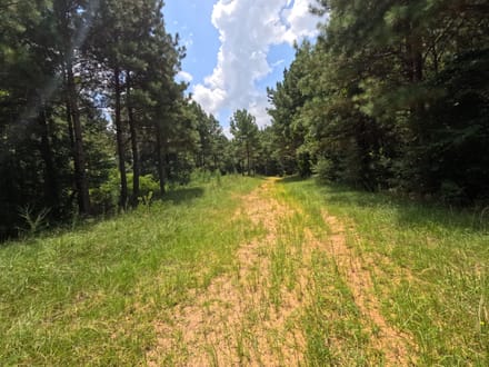 154± Acres on Highway 28 – Premier Copiah County Hunting & Timberland