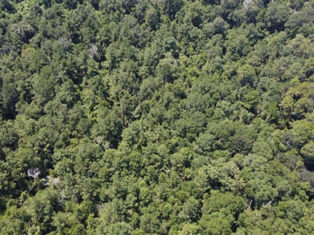 18 Surveyed Acres in Carriere, MS –  $115,000!