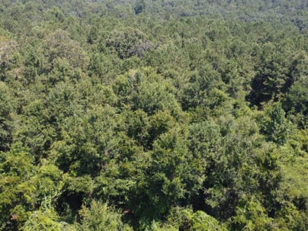 18 Surveyed Acres in Carriere, MS –  $115,000!