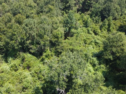18 Surveyed Acres in Carriere, MS –  $115,000!