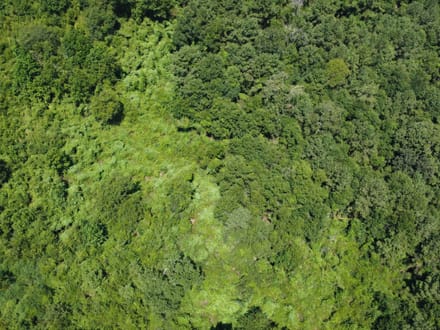 18 Surveyed Acres in Carriere, MS –  $115,000!