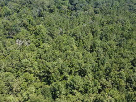 18 Surveyed Acres in Carriere, MS –  $115,000!