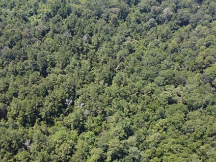 18 Surveyed Acres in Carriere, MS –  $115,000!