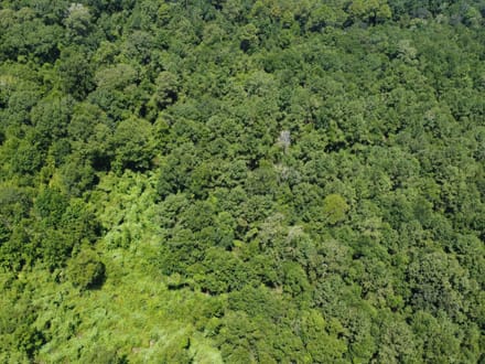 18 Surveyed Acres in Carriere, MS –  $115,000!