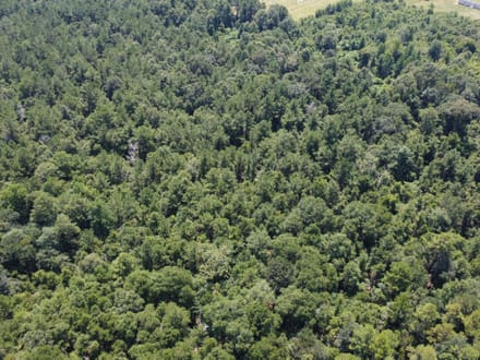 18 Surveyed Acres in Carriere, MS –  $115,000!