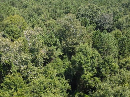 18 Surveyed Acres in Carriere, MS –  $115,000!