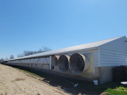Cattle Farm Operation  in Jay County IN