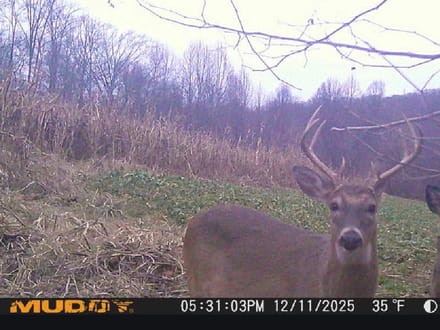 33.35 Acres in Martin County IN