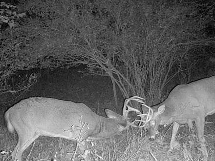 33.35 Acres in Martin County IN