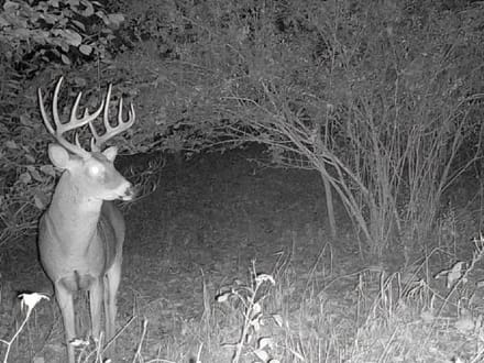 33.35 Acres in Martin County IN