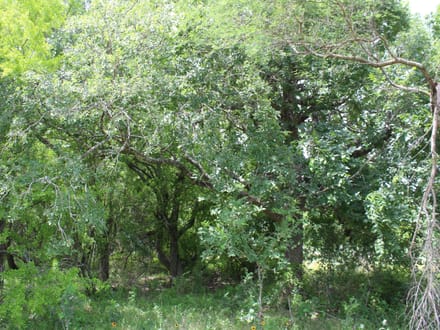 2 sides road frontage acreage near Charco!