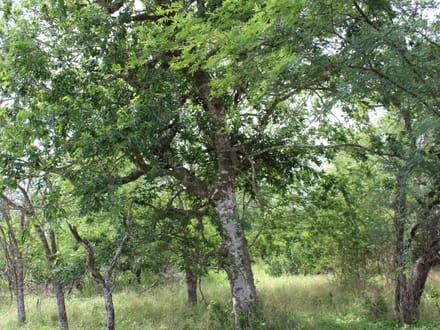2 sides road frontage acreage near Charco!