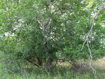 2 sides road frontage acreage near Charco!