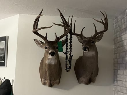 200 Acres Wingate, TX  Excellent Hunting