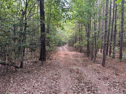 Roy Road