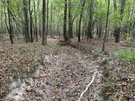Roy Road