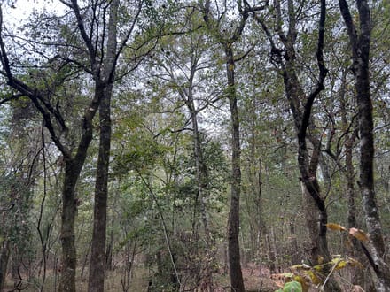 Roy Road