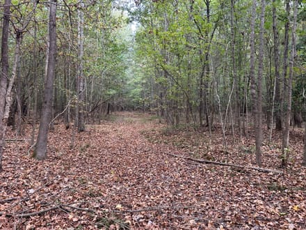 Roy Road