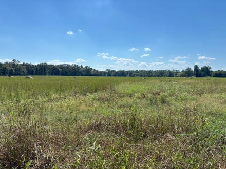 Pine Hill South