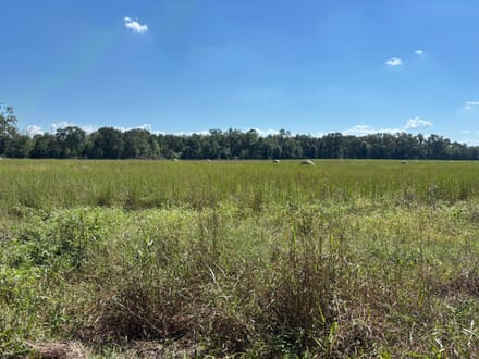 Pine Hill South