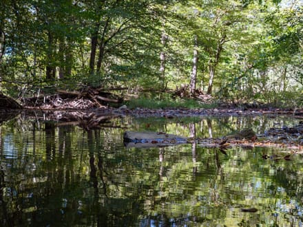 48 Acre Estate on Leipers Creek
