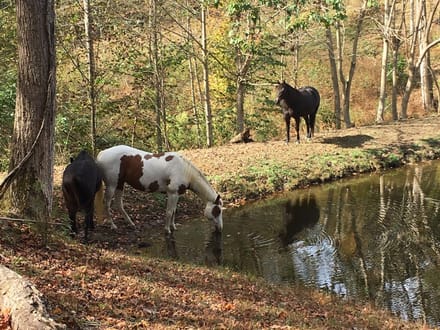 48 Acre Estate on Leipers Creek