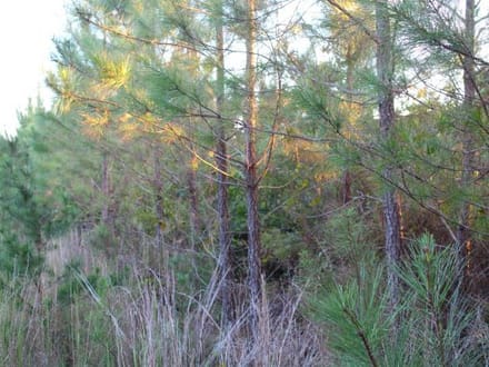Union Grove