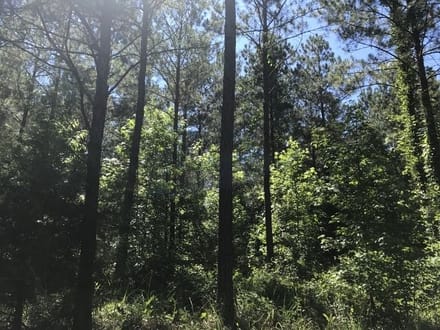 Ceaser Creek