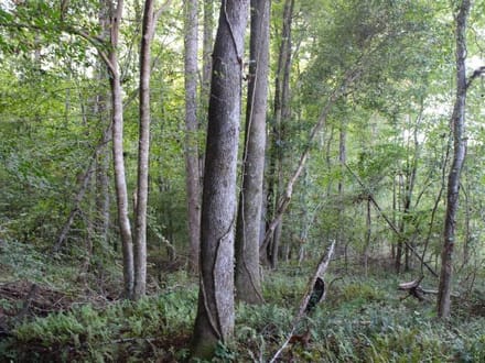 Ceaser Creek