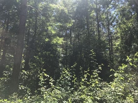Ceaser Creek