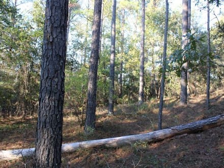 Lazy Creek