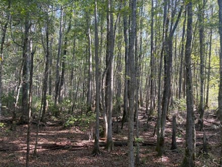Hells Creek