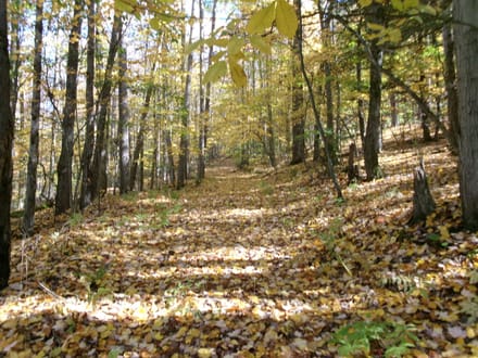 Ripple Road Recreation