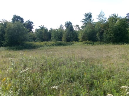 Hidden Trail Woods