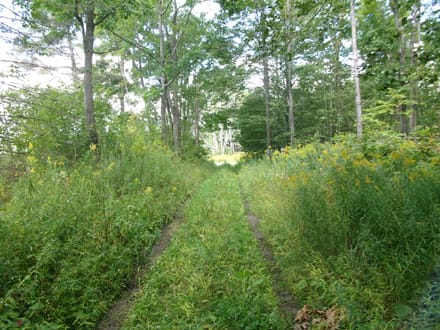 Hidden Trail Woods